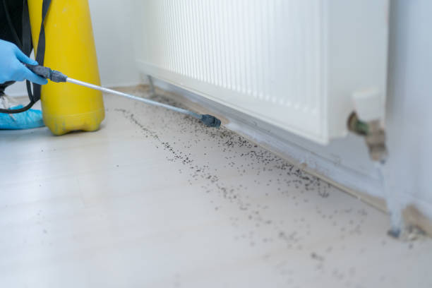 Best Wasp Removal Services  in Harmony, RI